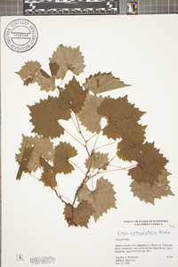 Vitis rotundifolia image