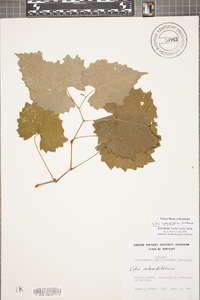 Vitis rotundifolia image