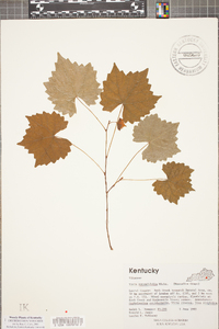 Vitis rotundifolia image