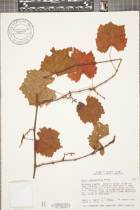 Vitis rotundifolia image