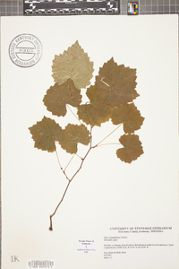 Vitis rotundifolia image