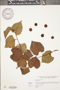 Vitis rotundifolia image