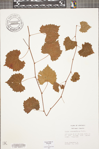 Vitis rotundifolia image