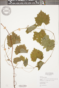 Vitis rotundifolia image