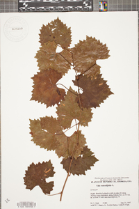 Vitis rotundifolia image