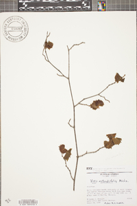 Vitis rotundifolia image