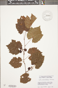 Vitis rotundifolia image