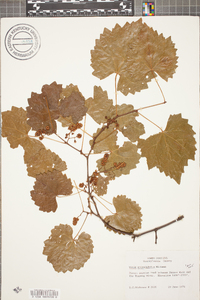 Vitis rotundifolia image