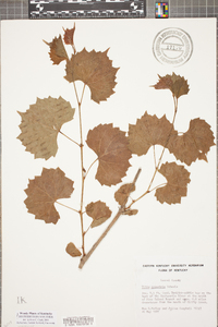 Vitis rupestris image