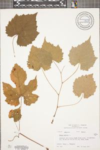 Vitis vulpina image