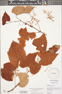 Vitis vulpina image