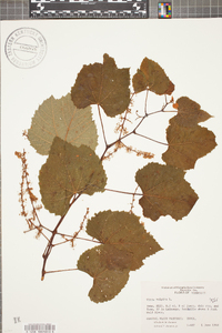 Vitis vulpina image