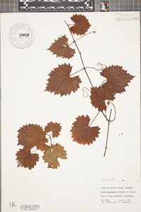 Vitis munsoniana image