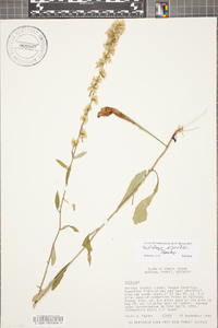 Solidago erecta image