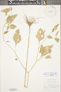 Solanum ptychanthum image