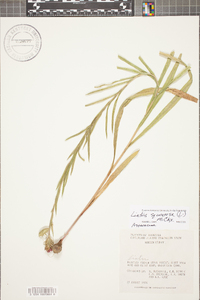 Liatris squarrosa image