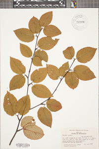 Betula lenta image