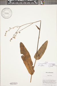 Cynoglossum virginianum image