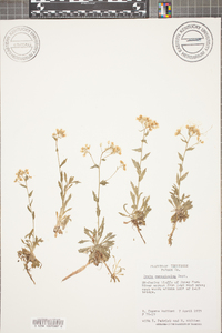 Draba ramosissima image