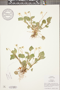 Viola striata image