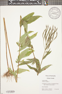 Verbena hastata image