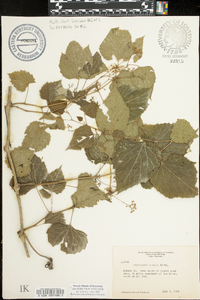 Ampelopsis cordata image