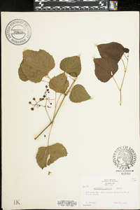 Ampelopsis cordata image