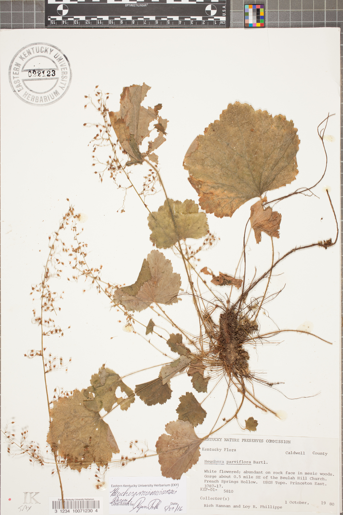 Heuchera missouriensis image