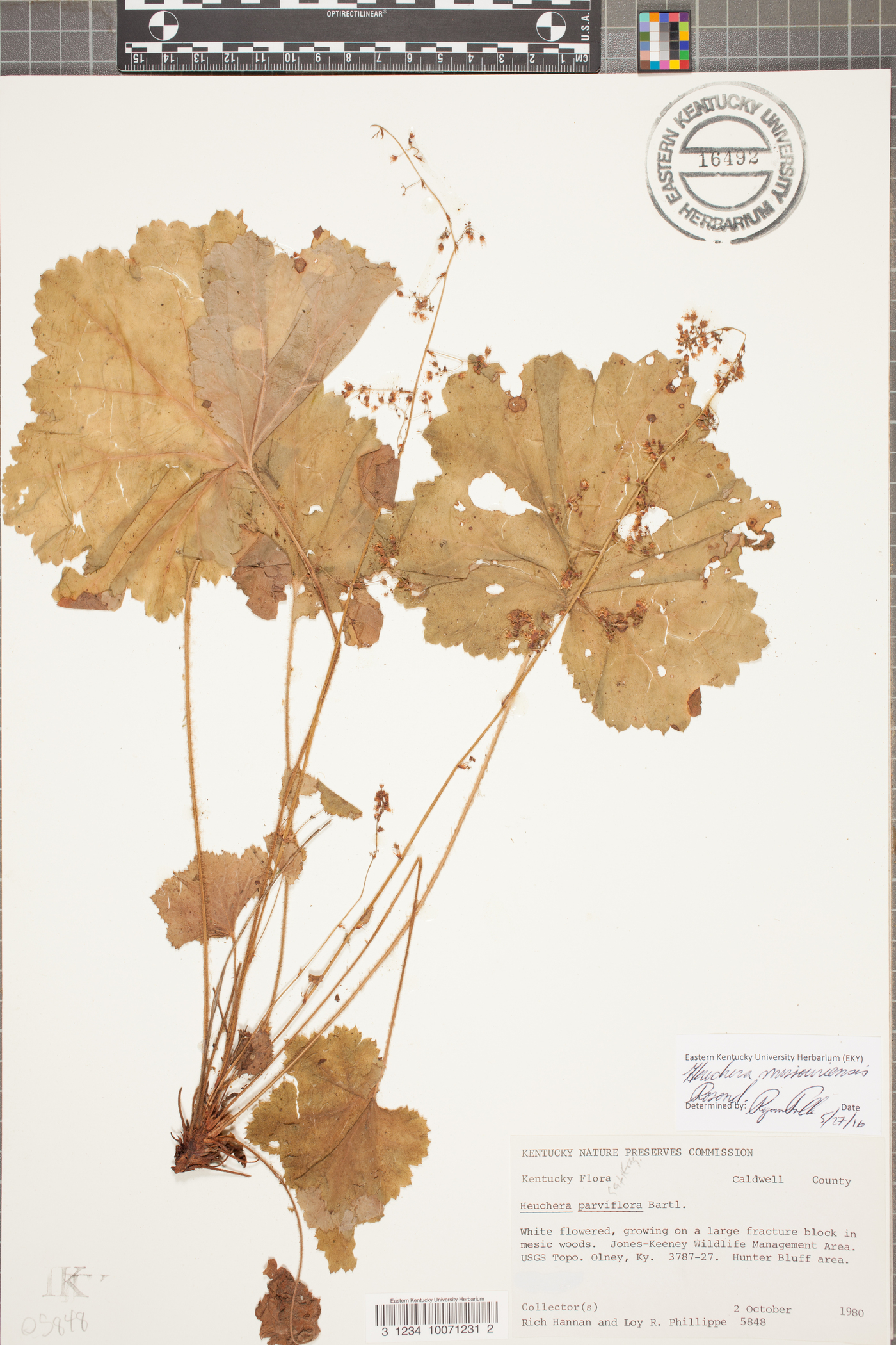 Heuchera missouriensis image