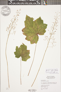 Heuchera villosa image