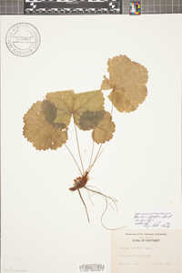 Heuchera parviflora image