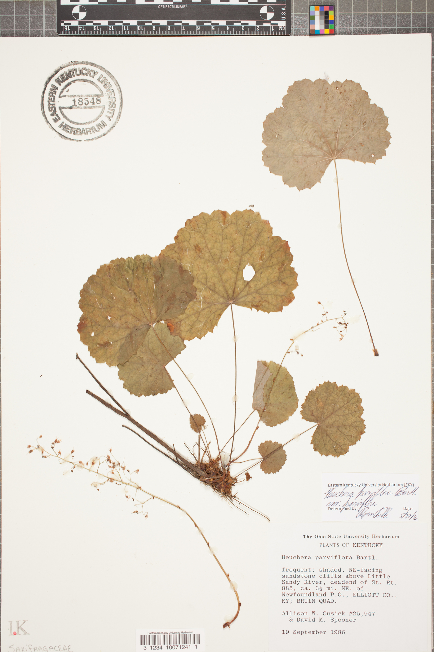 Heuchera parviflora image