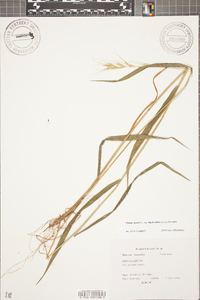 Elymus hystrix image