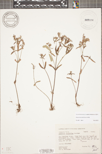 Houstonia canadensis image