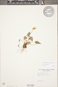 Viola hirsutula image