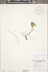 Viola palmata image