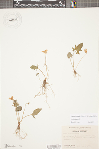 Viola palmata image