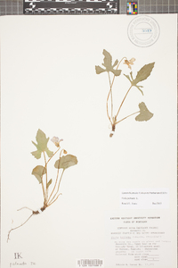 Viola palmata image