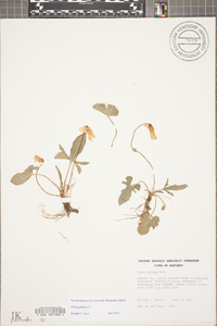 Viola palmata image