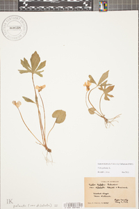 Viola palmata image