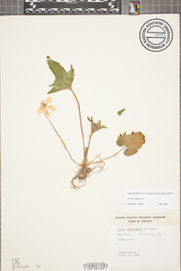 Viola palmata image