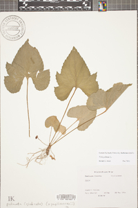 Viola palmata image