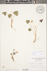 Viola palmata image