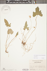 Viola palmata image