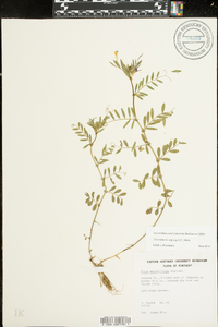 Vicia sativa subsp. nigra image