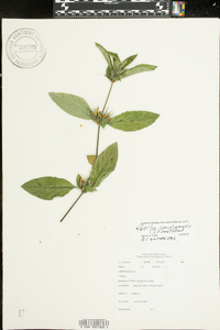 Ruellia caroliniensis image