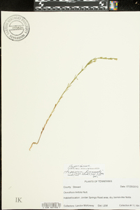 Hypericum drummondii image