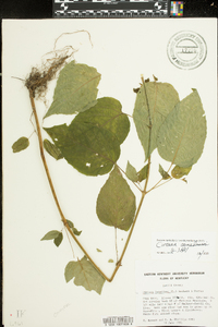 Circaea canadensis image