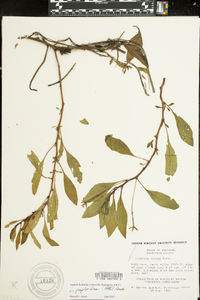 Ludwigia peploides image