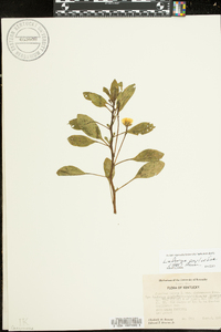 Ludwigia peploides image